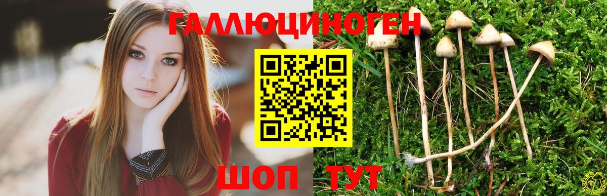 Галлюциногенные грибы Psilocybine cubensis Батайск